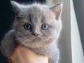 Safkan BRİTİSH shorthair ayı surat bebekler...