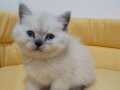 Pamuk Prens: Maviş Gözlü Ayı Surat Safkan British Shorthair Bebek
