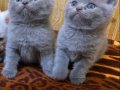 Safkan british shorthair  Dolgun Yanaklı