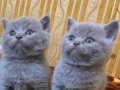 Safkan british shorthair ayı surat bebekler
