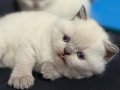 Ayı Surat Top Kafa Show Kalite British Shorthair