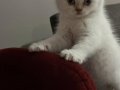 Safkan british shorthair ayı surat top kafa erkek