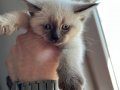 Himalayan cinsi 2 aylık yavru kedi