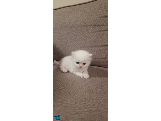 British shorthair Beyaz erkek 22 Nisan doğumlu 
