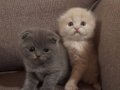 22 Nisan doğumlu schotish fold Gri Dişi