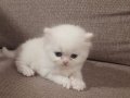 British shorthair Beyaz erkek 22 Nisan doğumlu 