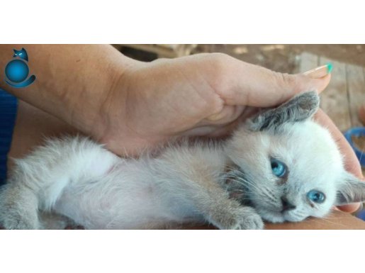 4 sevimli yavru kedim