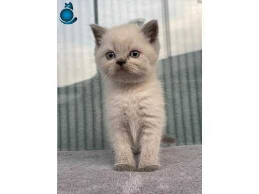 PAMUK GİBİ BLUE POİNT BEBEKLER