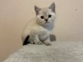 BRİTİSH BLUE POİNT YAVRUMUZ