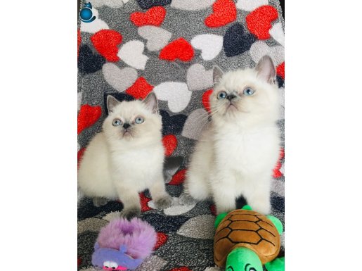 Safkan kalıcı mavi göz A kalite blue point güzel yavrular 