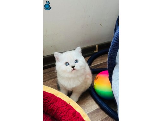 Safkan shorthair A kalite silver bebekler