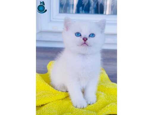 Safkan muhteşem ns1133 kalıcı mavi gözlü bebekler 