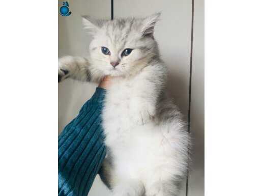 Safkan anne babadan tombik silver bebekler