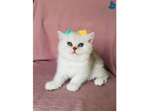 A kalite scr silver güzel bebekler