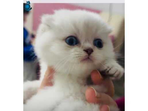 A kalite golden point fold bebek 