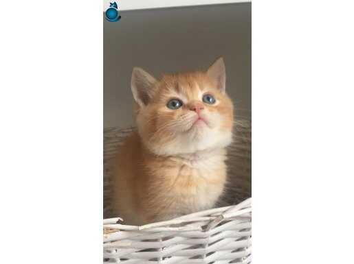 Safkan ny12 golden bebekler 