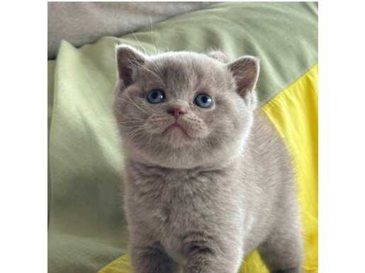 Kartal’dan A Kalite Lilac ve Blue British Shorthair Yavrular