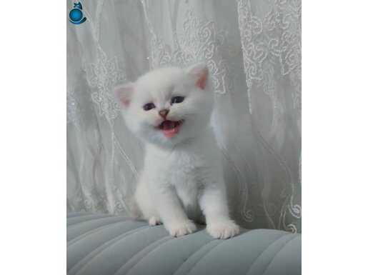 Safkan anne babadan minik güllaçlar 