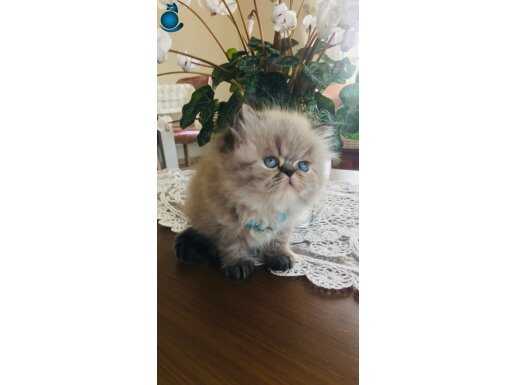 Safkan anne babadan iran Persian bebekler 