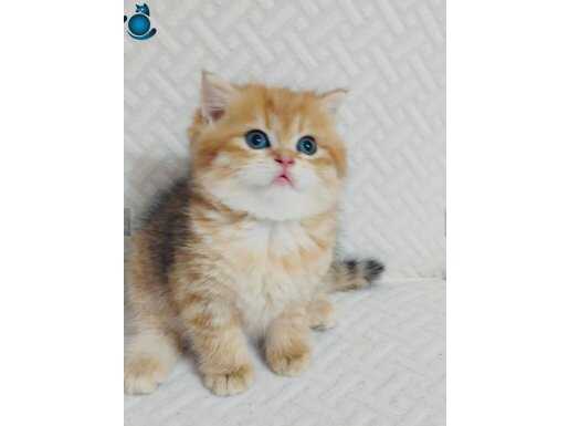 Safkan Ny11 güzel yüzlü bebek 