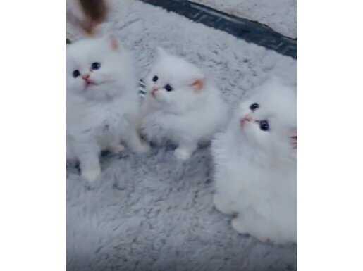 Mavi Gözlü Safkan British Longhair Yavruları - Kartal