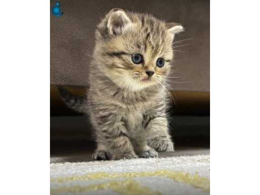 Muhteşem A kalite kadife tüy golden black