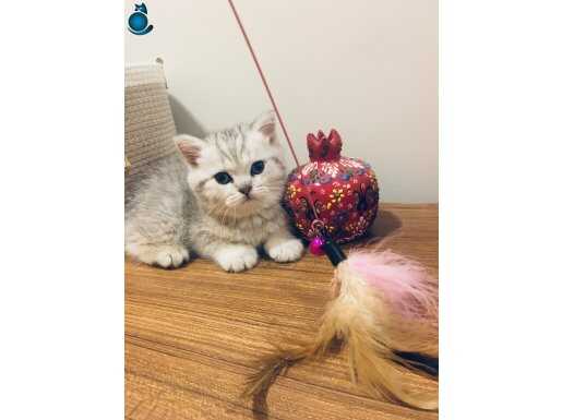 Safkan ns24 çok güzel silver bebekler 