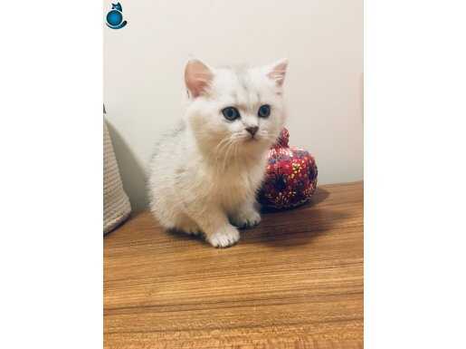 Safkan muhteşem ns1133 ve ns24 bebekler 