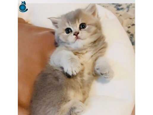 Safkan golden blue ay25 bebek 