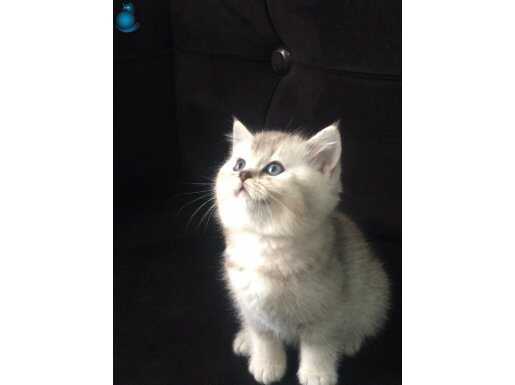 A kalite ns24 silver bebekler 