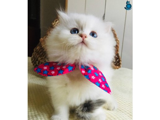 Safkan NS1133 güzel bebekler 