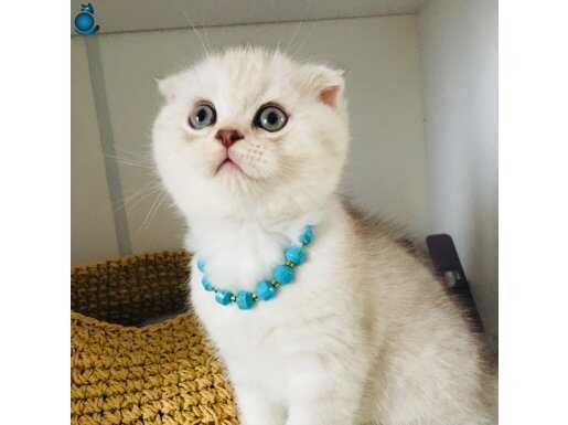  Safkan A kalite silver fold bebek ücretli 