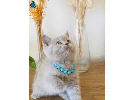 British shorthair safkan bebekler 