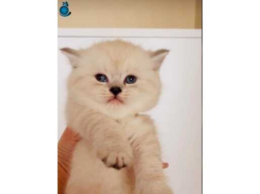 Safkan üst kalite silver point panda bebekler 