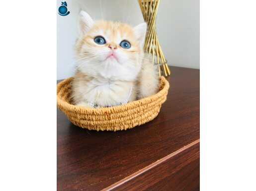 Britishshorthair golden ny11 safkan bebekler