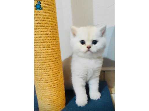 Safkan A kalite silver bebekler 