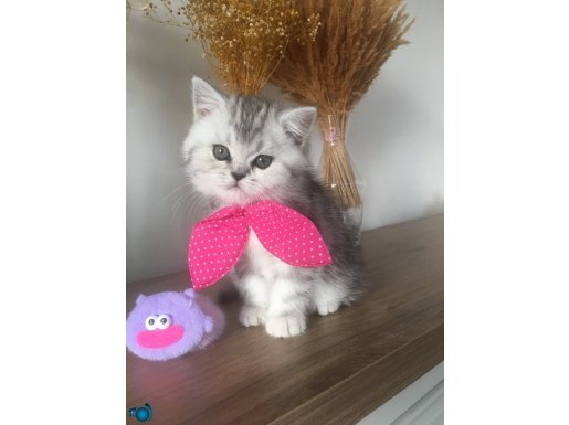 Safkan ns24 silver güzel bebekler 