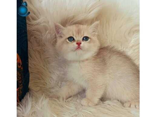 Safkan ırk golden ay11 ay12 scr güzel bebekler 