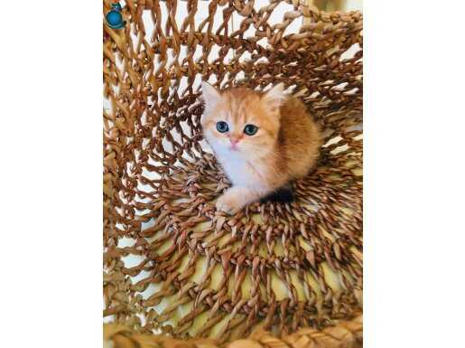 Güzel yüzlü muhteşem mavi göz golden ny11 altın bebek