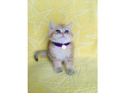 Safkan SCR Golden Bebek 