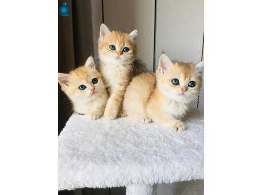 Safkan shorthair golden bebekler 