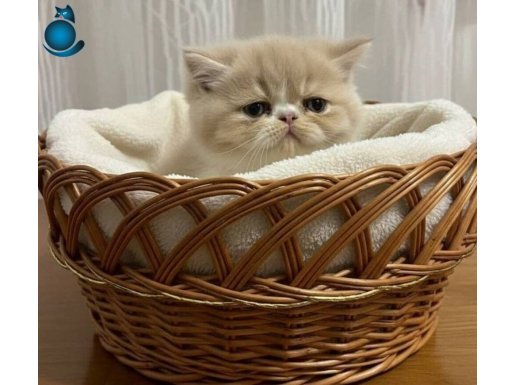 Safkan ırk muhteşem exotic bebek