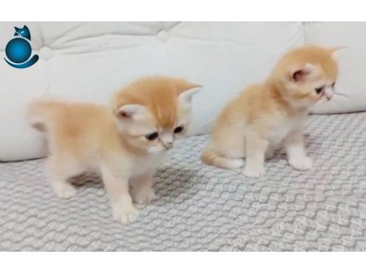 Britishshorthair safkan aşırı sevimli golden bebekler
