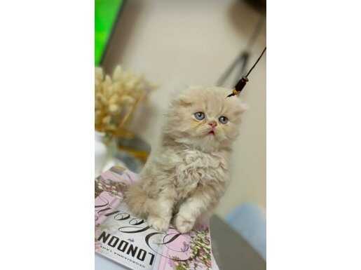 Safkan muhteşem golden longhair bebekler