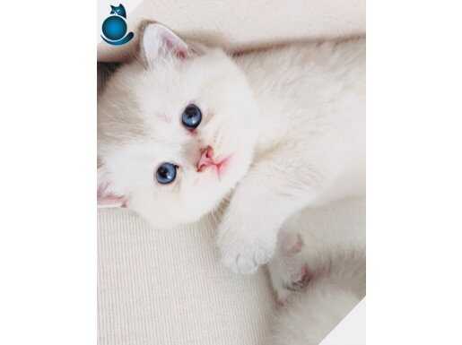 Britishshorthair safkan bebekler