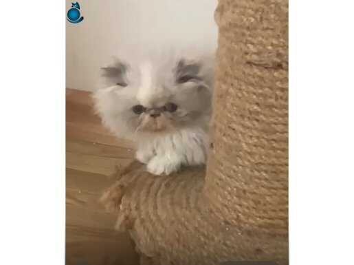 Safkan iran persian bebekler 