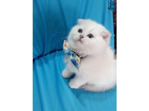 Safkan ns1133 çok sevimli temas bağımlısı bebek