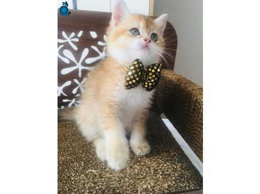 British shorthair golden ny11 bebek 