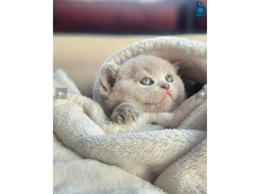 Orjinal britisshorthair ayı kafa safkan bebekler 