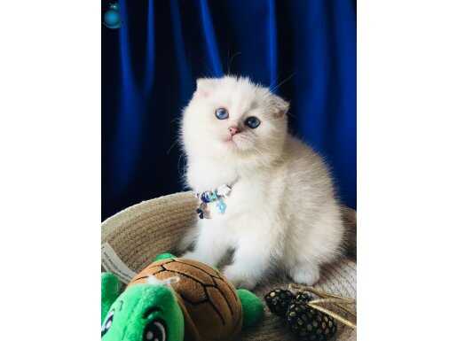 Safkan ırk A kalite ns1133 bebekler 